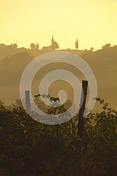 Morning In Vineyard, Slovenia